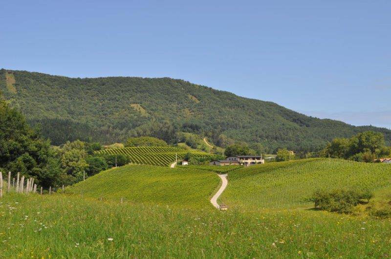 VISTAS BODEGA HIRUZTA