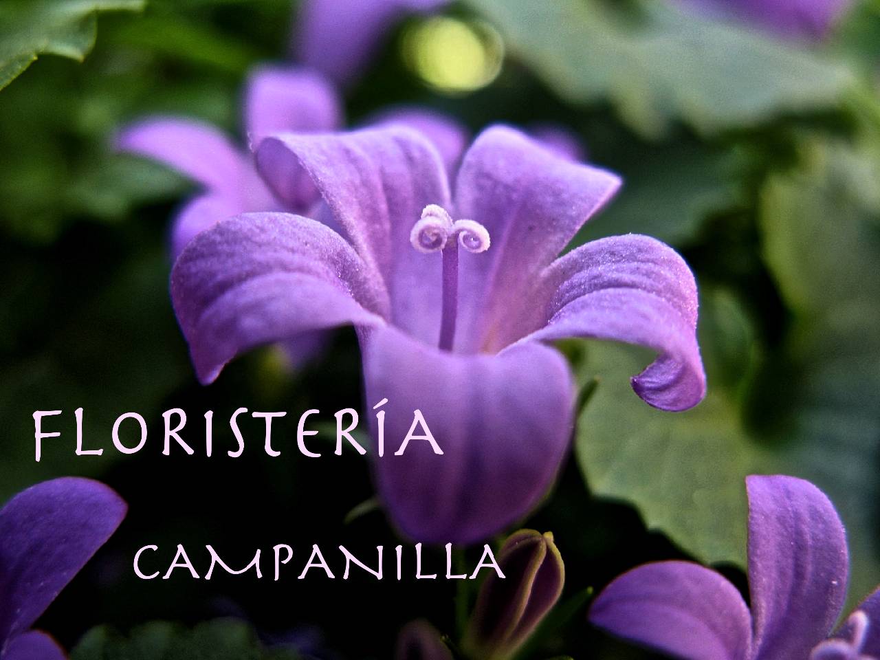 Floristería Campanilla