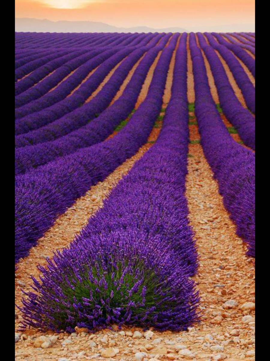 Floristería Las Lilas