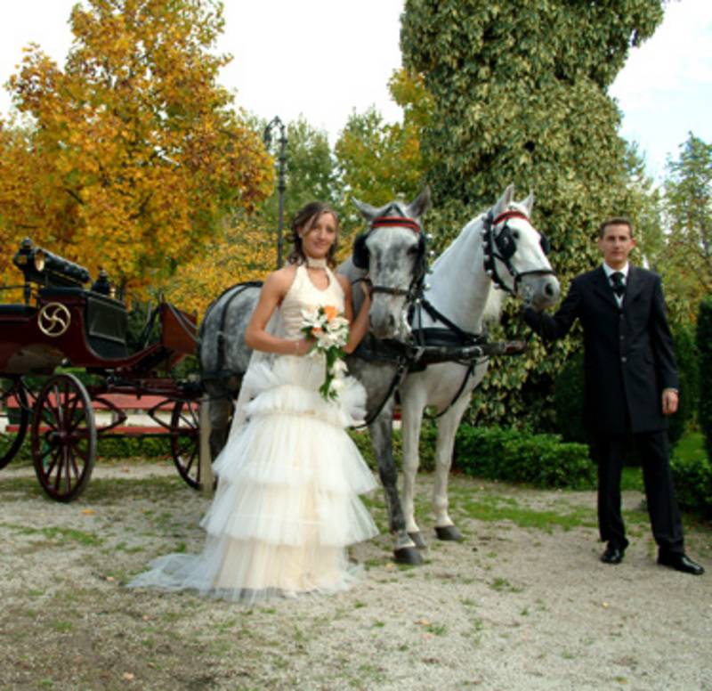 Zahorí Caballos De Navarra