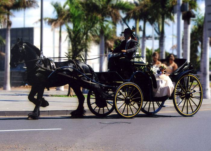 Centro Hípico El Manchón