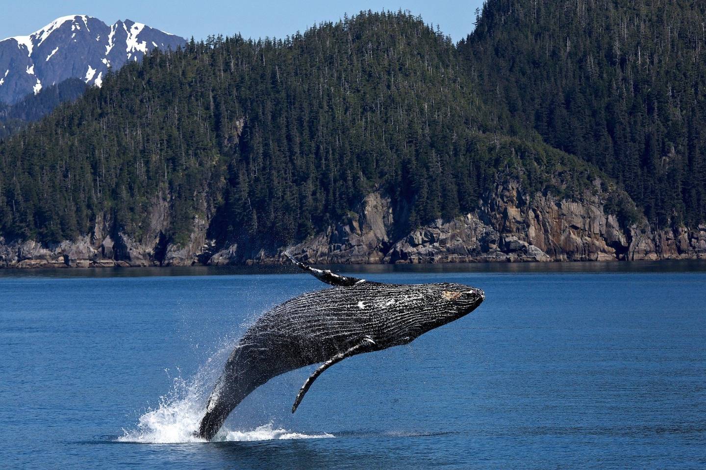 humpback-whale-1984341_1920
