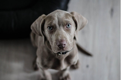 Y en tu boda o luna de miel... ¿qué hará tu perro?