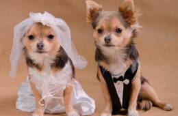 Mascotas de boda