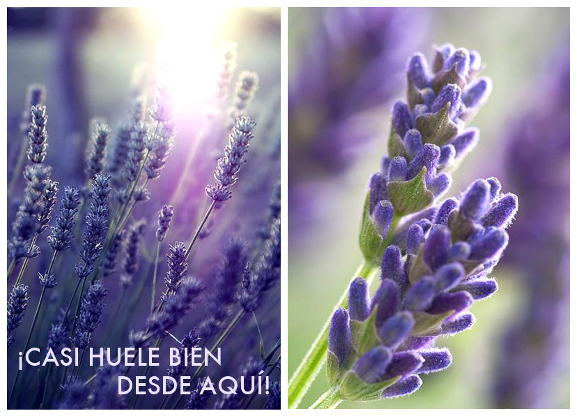 Idea lavanda boda aroma novia verano calor