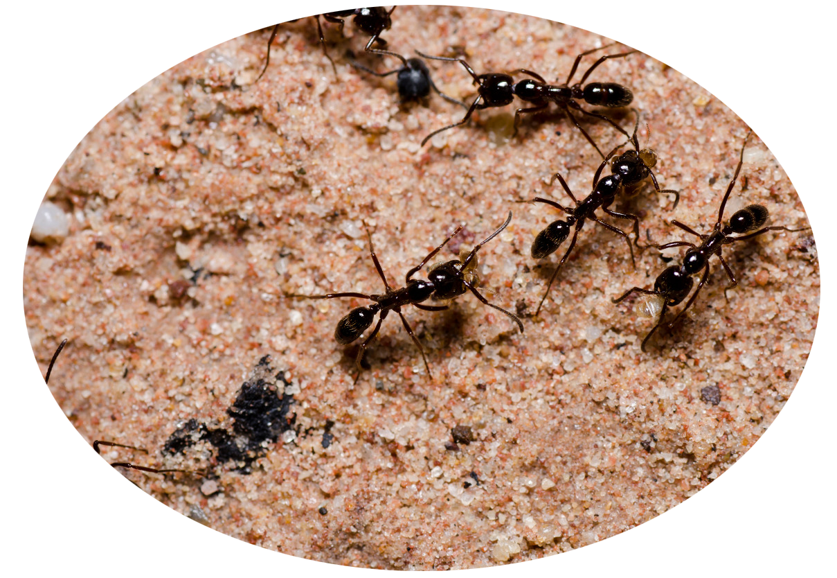 remedio repelente hormigas casero sencillo novia