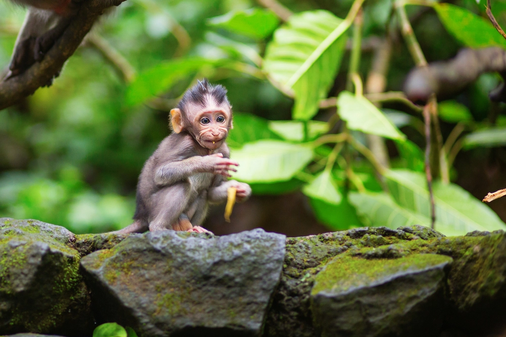 Bosque de los Monos en Ubud