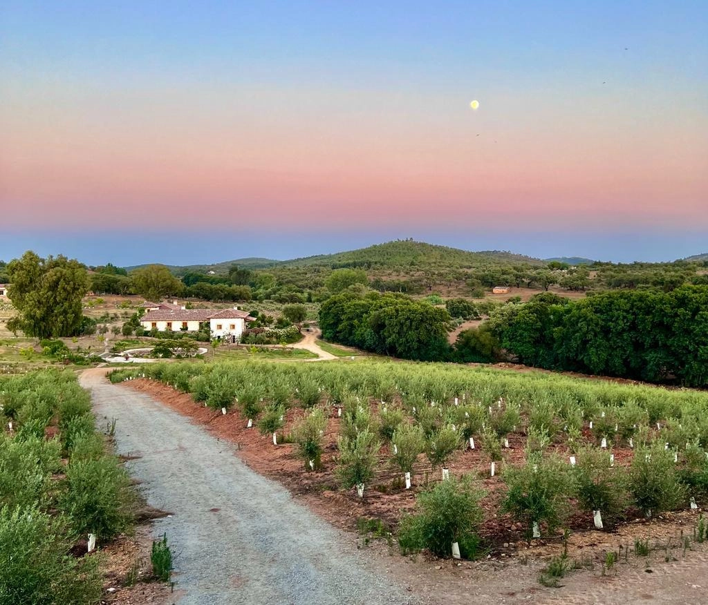 Finca Valdelaseras boda en un olivar Badajoz