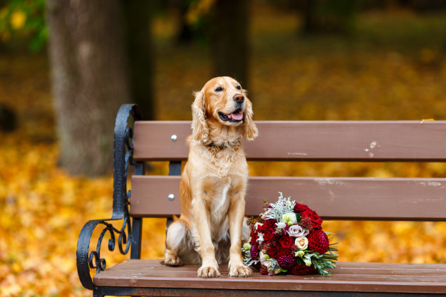 cocker spaniel grande entrenado sentado cerca boda ramo flores rojas 159315 297