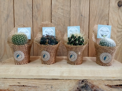 Mini Cactus Arpillera
