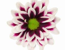 Dalia