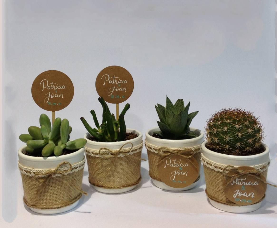 Detalles Con Cactus Y Suculentas