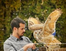 Grupo-fauna Eventos (antonio David Márquez )