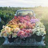 Floristería Paquita