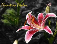 Pétalos Floristas Cheste