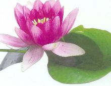 Floristería Castaño