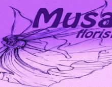 Musa Floristas