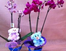 Floristería Valenciana