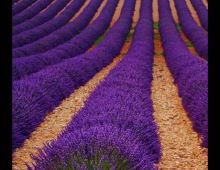 Floristería Las Lilas