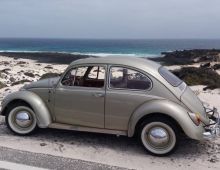 Escarabajo ClÁsico
