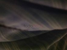 Fotoamor